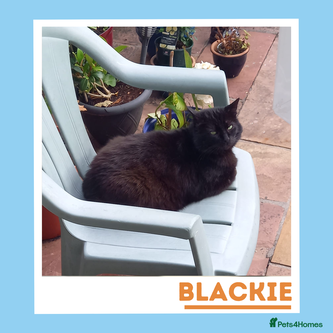 Mixed Breed cats for adoption: Affectionate and Sophisticated Gentleman Cat - Image 2