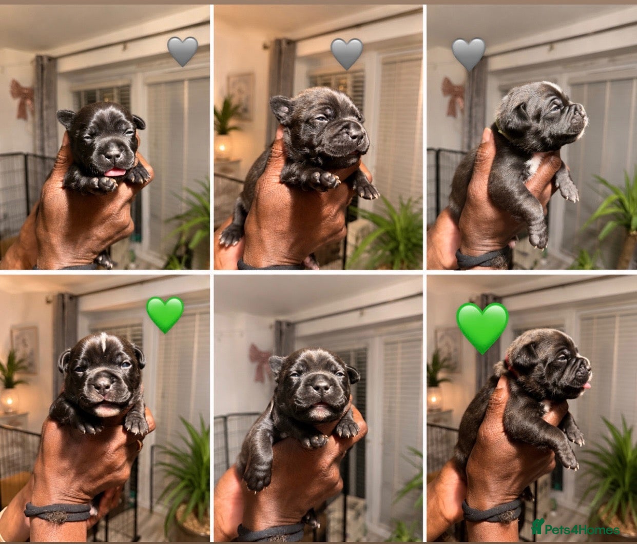 Staffordshire Bull Terrier dogs 6x champion sired SBT puppies  - Advert 18