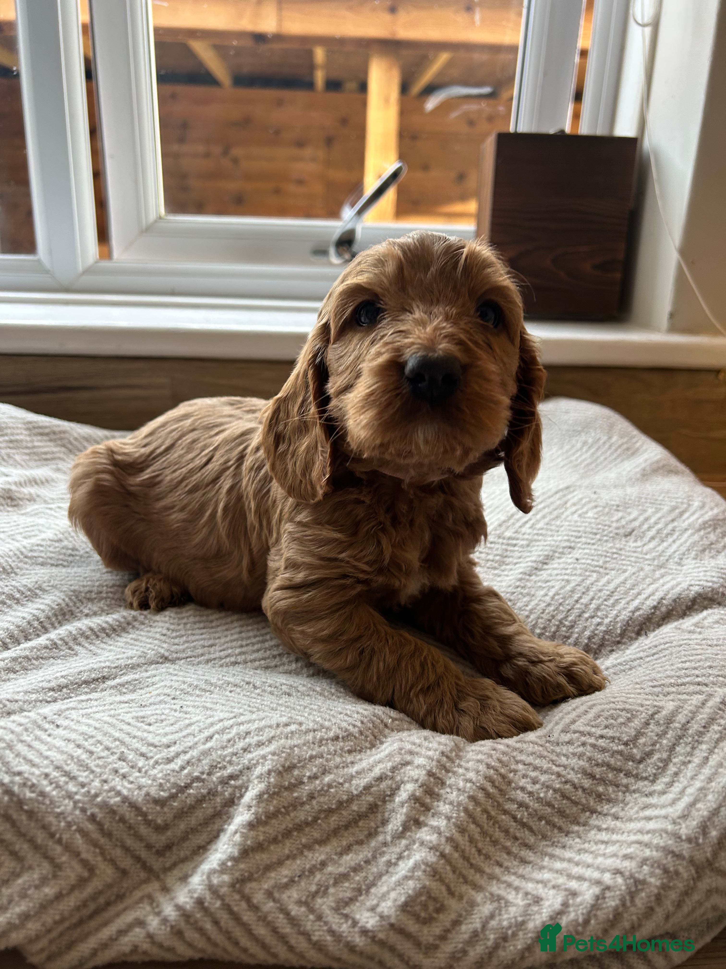 Cockapoo dogs Stunning cockapoo pups!  - Advert 2