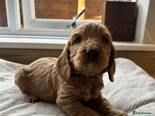 Cockapoo dogs Stunning cockapoo pups! - Advert 2