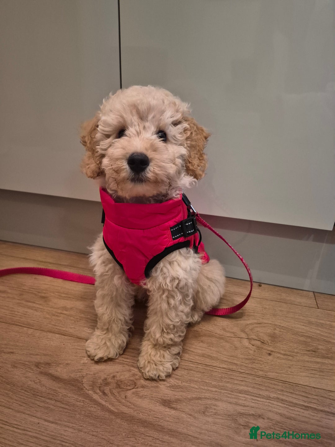 Miniature Poodle dogs for sale: Miniature poodle - Advert 1
