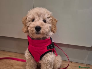 Miniature Poodle dogs Miniature poodle - Advert 1