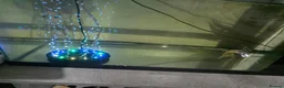 Axolotl reptiles for sale: Baby axolotl  - Advert 3