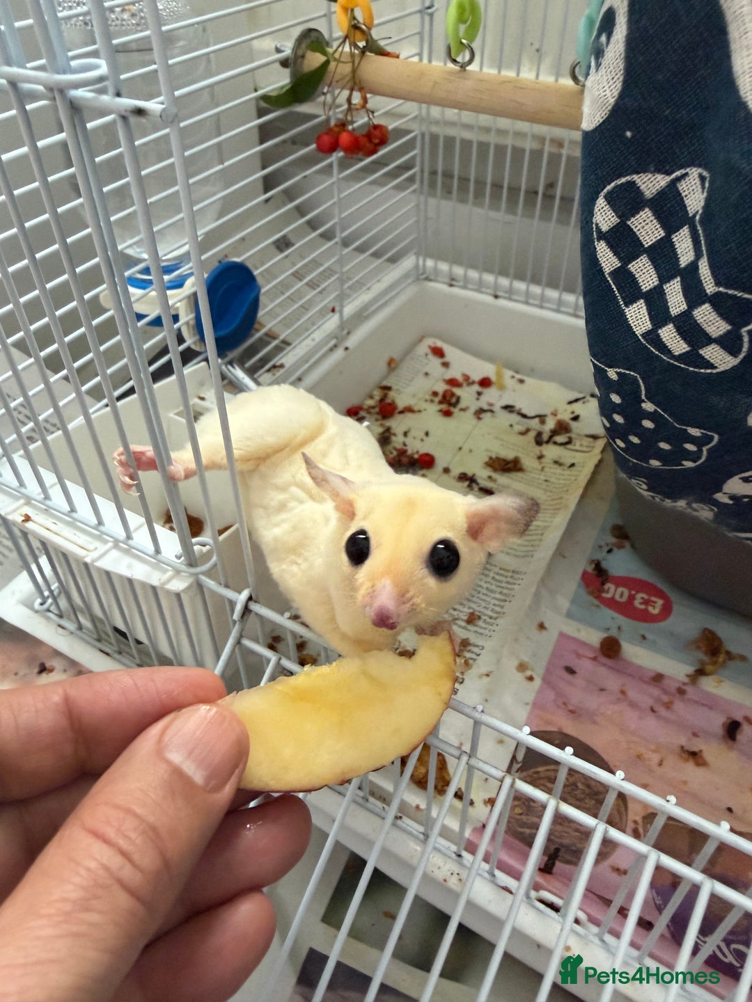 Sugar Glider rodents for sale: White and grey sugar glider - Advert 3