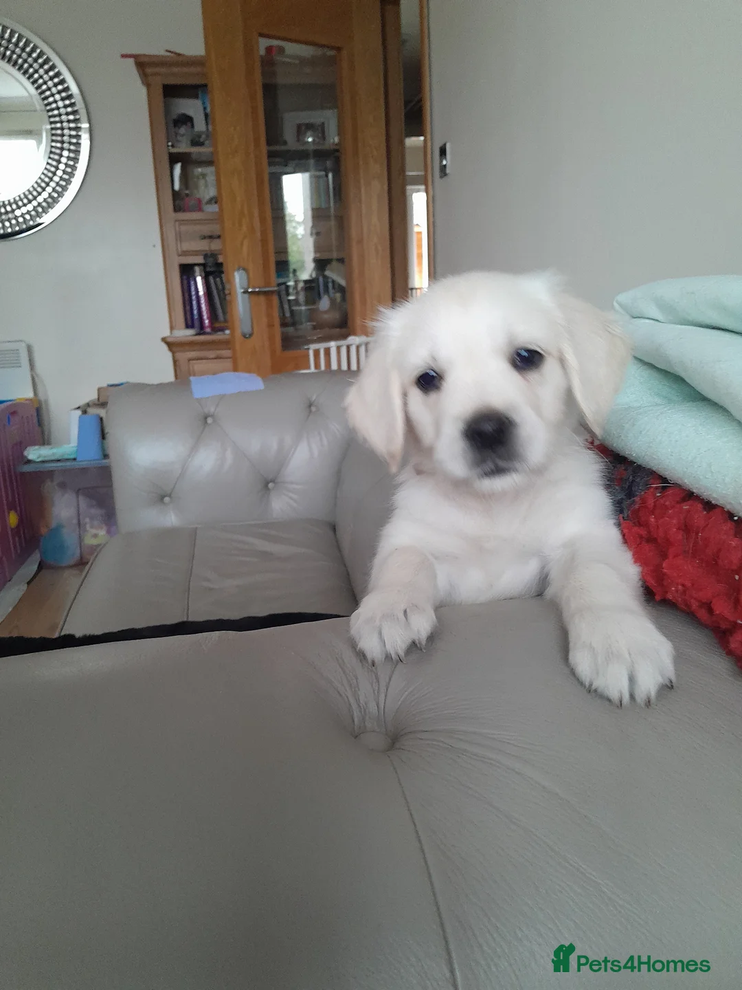 Golden Retriever dogs for sale: Kc golden Retriever female - Advert 1
