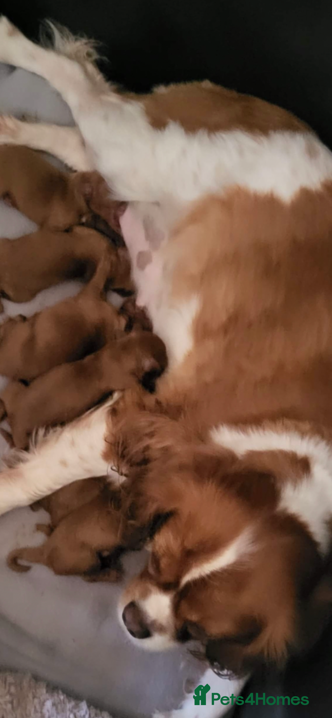 Cavapoo dogs for sale: Toy apricot Cavapoo puppies toy poodle - Image 10