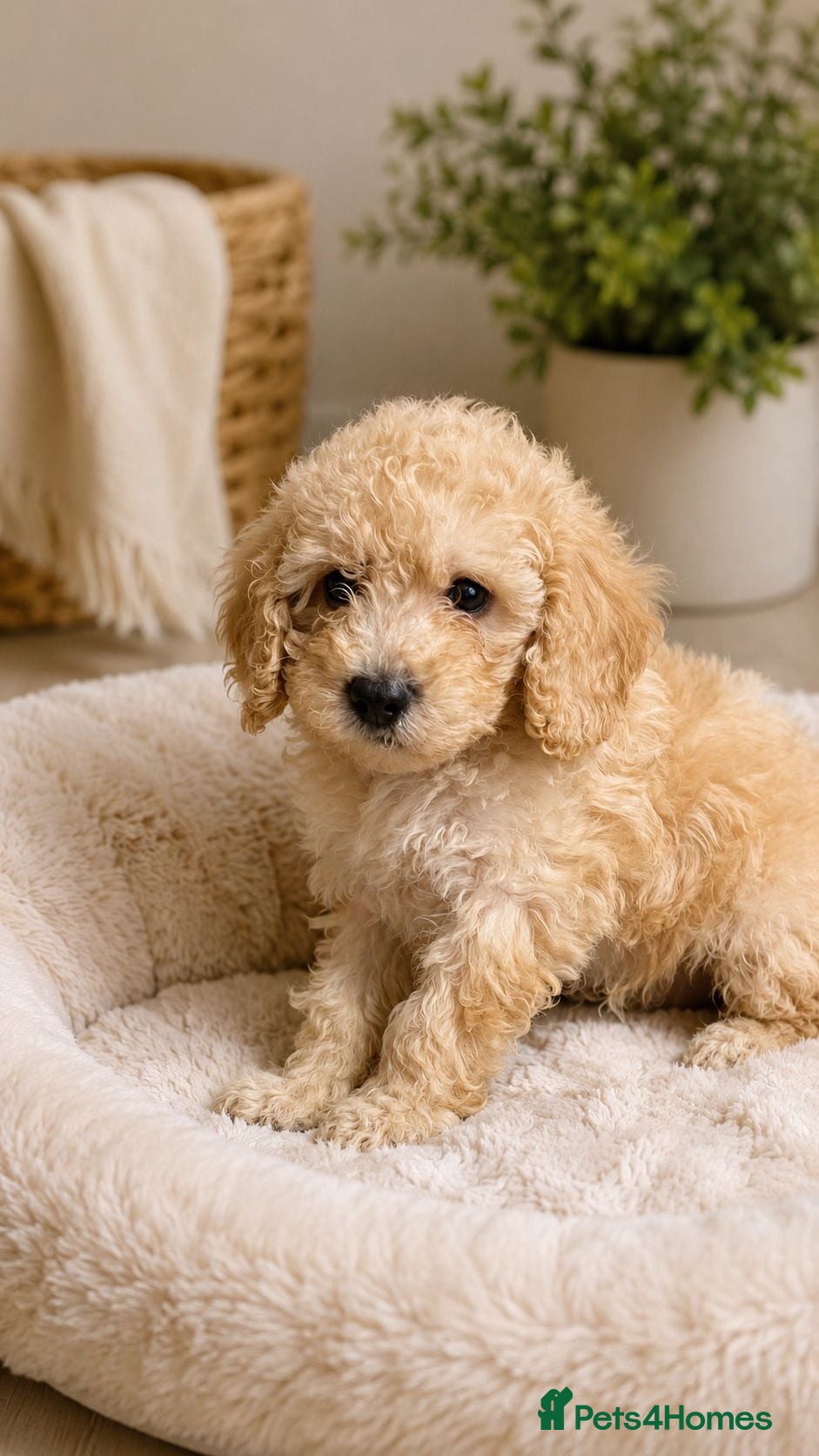 Cavapoo dogs Beautiful Cavapoo Puppies –last 3 puppies  - Advert 17