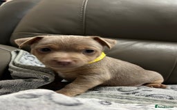 Jack Russell dogs for sale: Jack Russell puppies. - Image 4