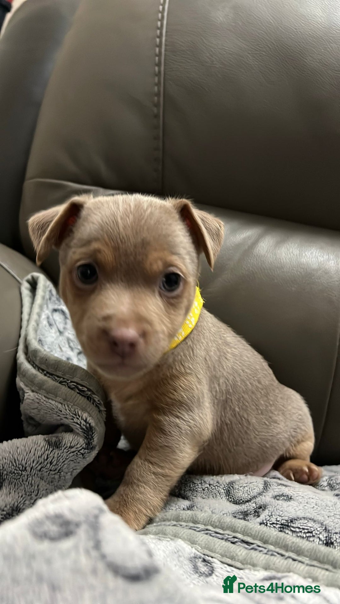 Jack Russell dogs for sale: Jack Russell puppies. - Image 4