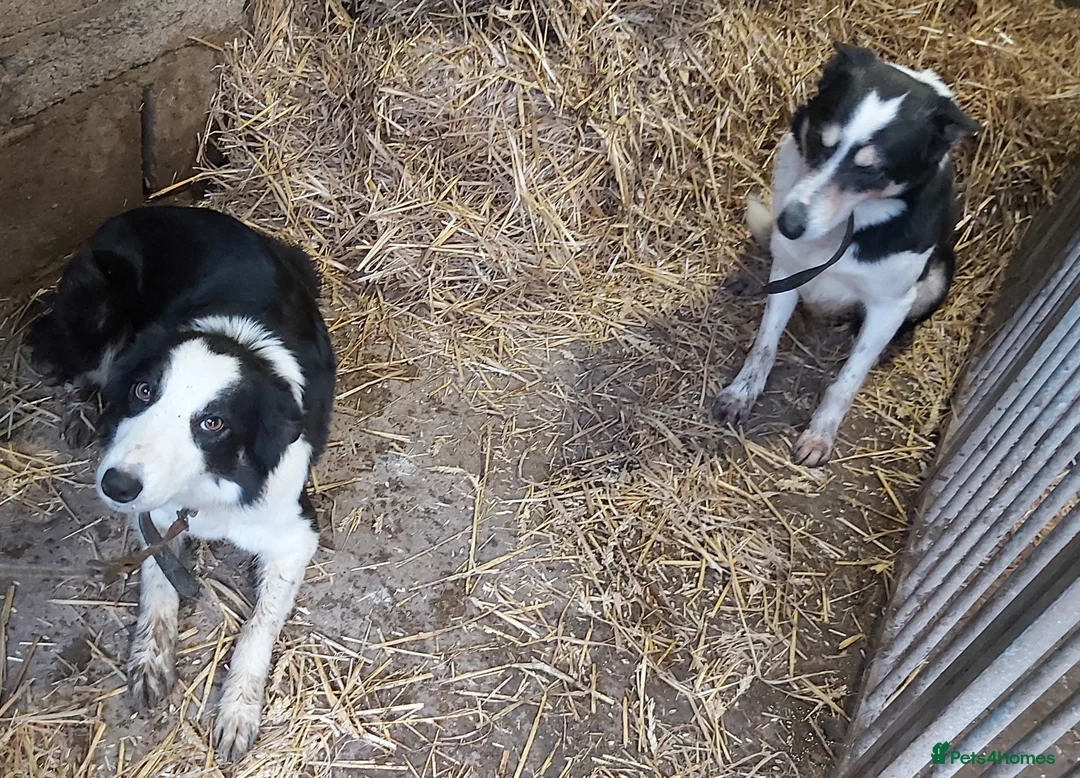 Border Collie dogs for sale: Beautiful Tri Coloured Border Collie Puppies - Advert 8
