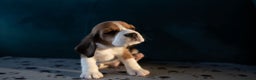 Beagle dogs for sale: Adorable Beagle Puppies for Sale - Advert 5