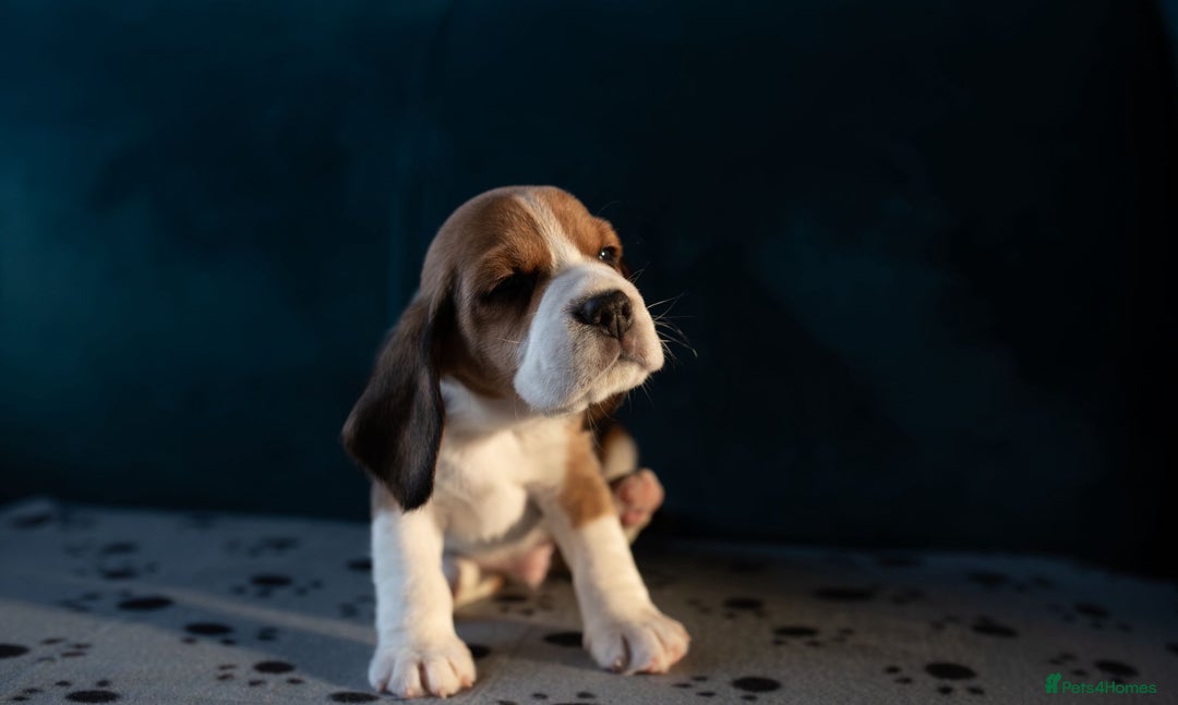 Beagle dogs for sale: Adorable Beagle Puppies for Sale - Advert 5