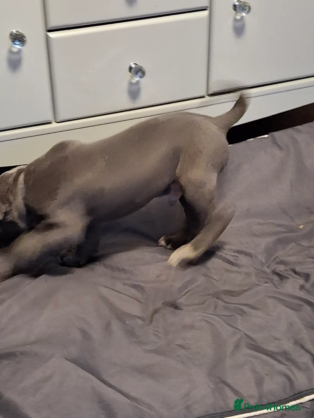 Cane Corso dogs for sale: Amazing ICCF Cane Corso Puppies - Advert 3