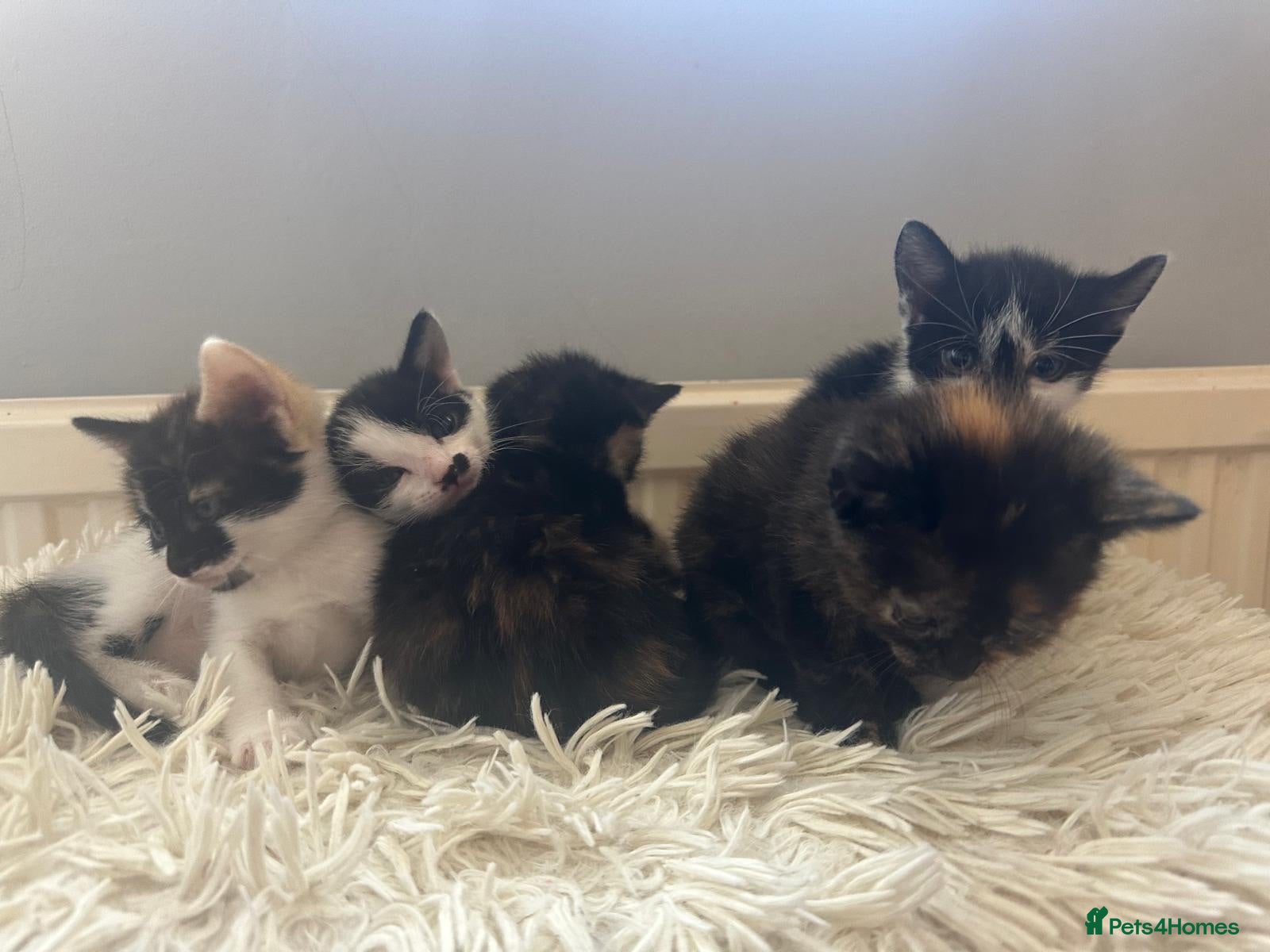 British Shorthair cats A litter of 5 kittens for 4 for sale - Advert 1