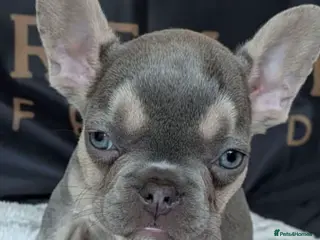 French Bulldog dogs ⭐️Gorgeous French Bulldog Puppies⭐️ - Advert 2