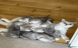 British Shorthair cats for sale: British Shorthair & Scottish Fold Kittens for Sale - Image 7