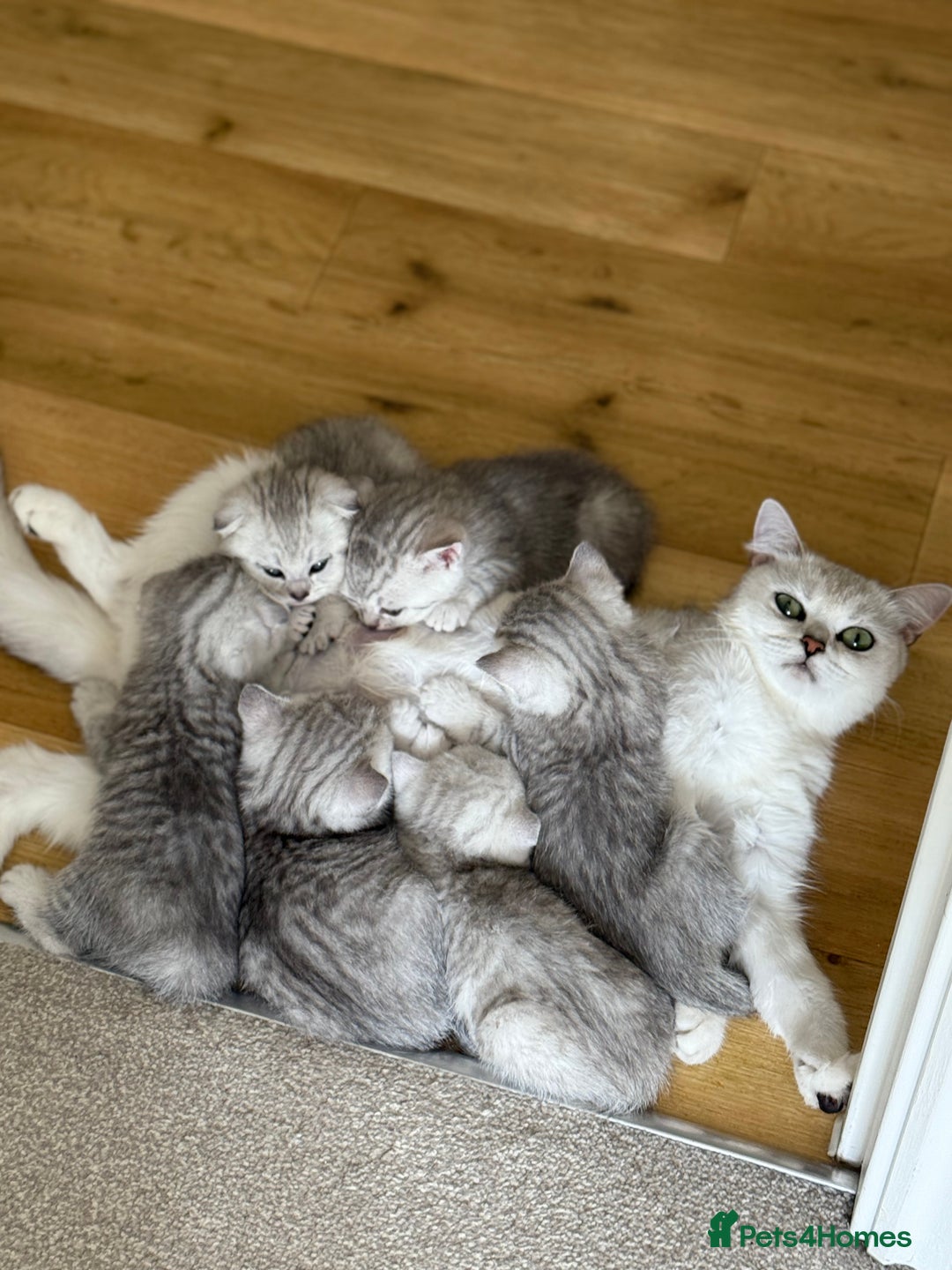 British Shorthair cats for sale: British Shorthair & Scottish Fold Kittens for Sale - Image 7