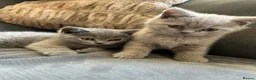 British Shorthair cats for sale: Pure pedigree British shorthair kittenS - Advert 4