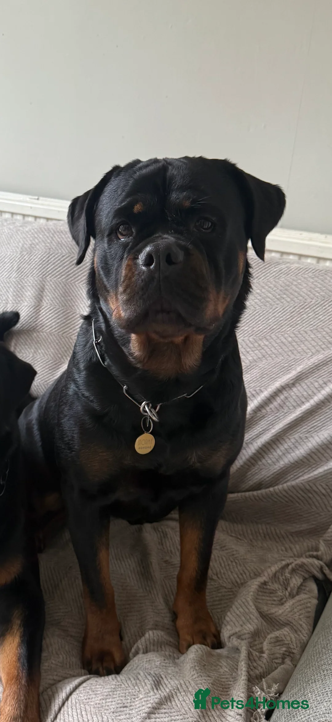 Rottweiler dogs for sale: Expecting Rottweiler pups - ready end of May  - Advert 27