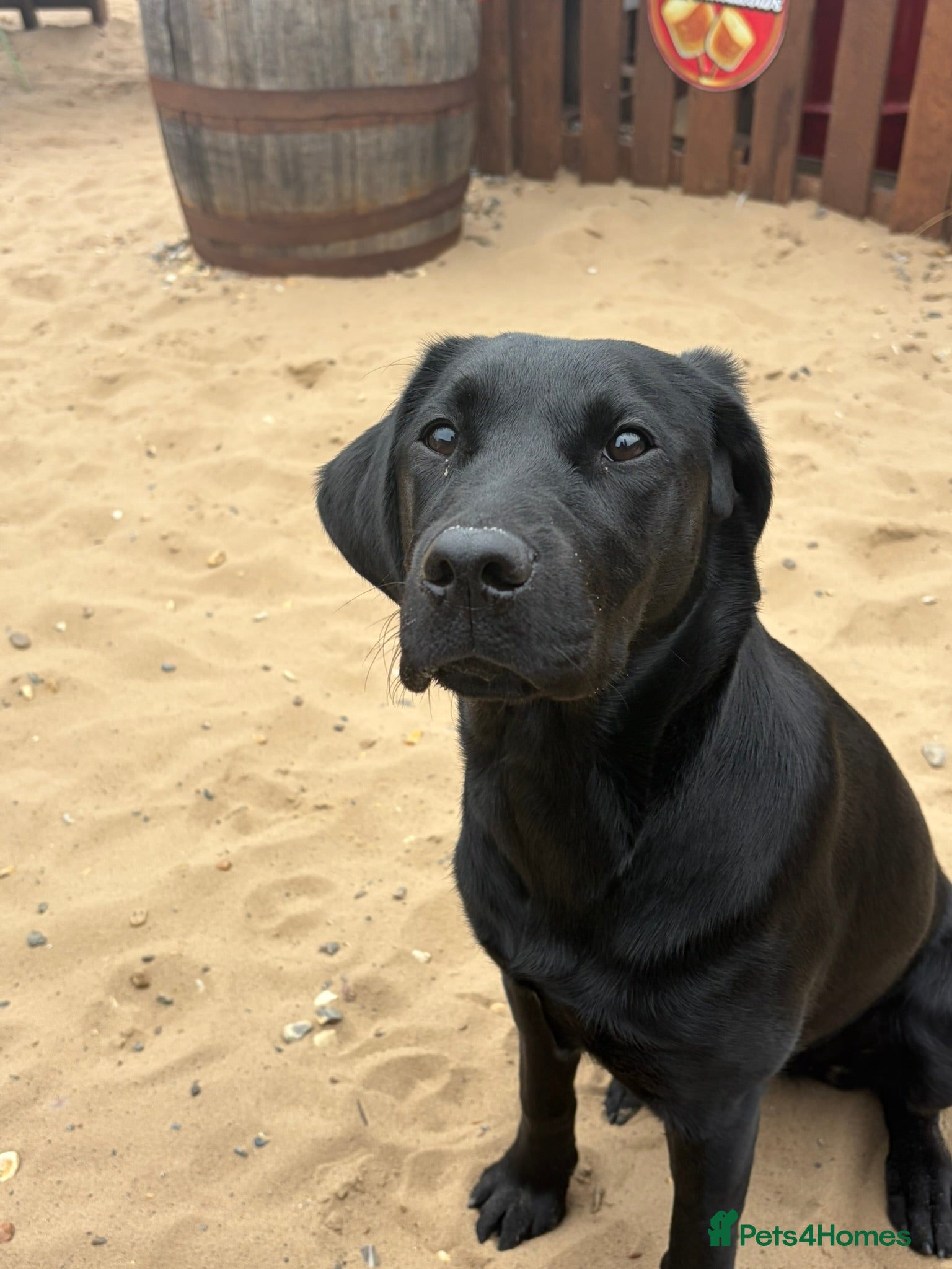 Labrador Retriever dogs for sale: Lainey - Beautiful Female Black Labrador Puppy - Advert 9