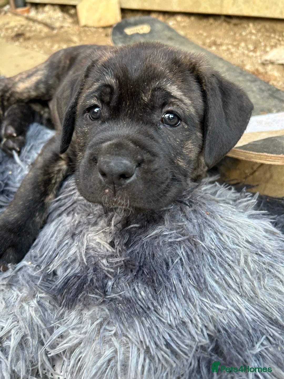 Mastiff dogs for sale: Mastiffs pups in Bury Saint Edmunds - Image 20