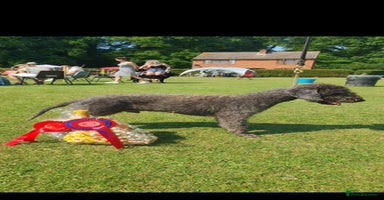 Bedlington Terrier dogs - Advert 1