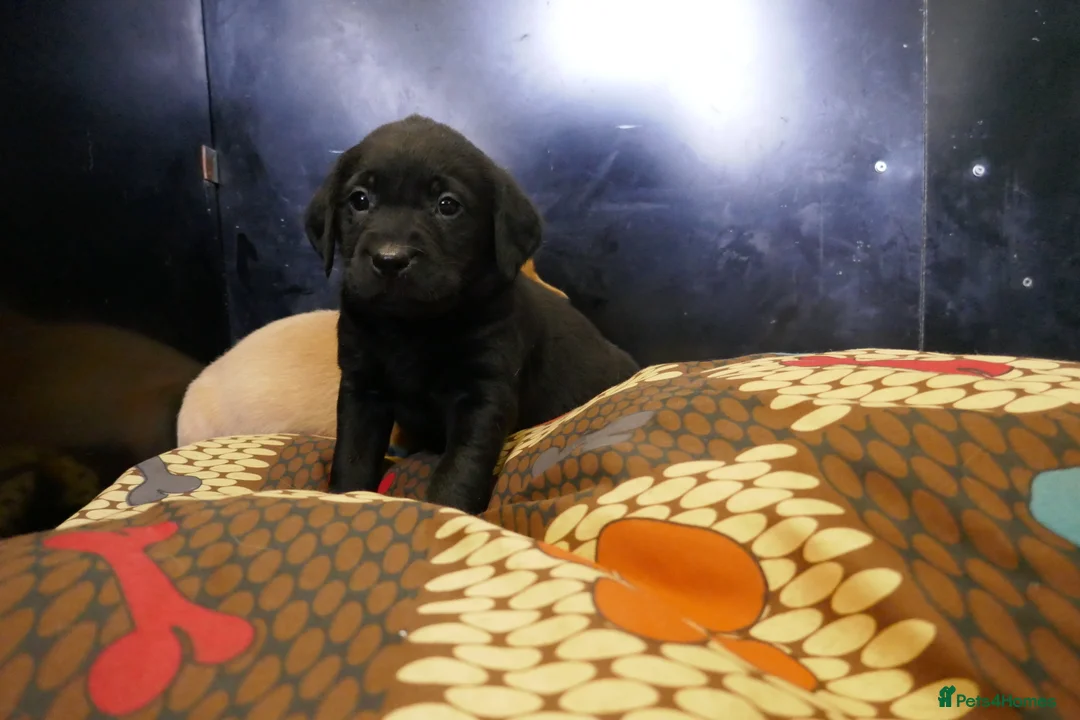 Labrador Retriever dogs for sale: ADORABLE LABRADOR PUPPIES KC REGISTERED - Advert 11