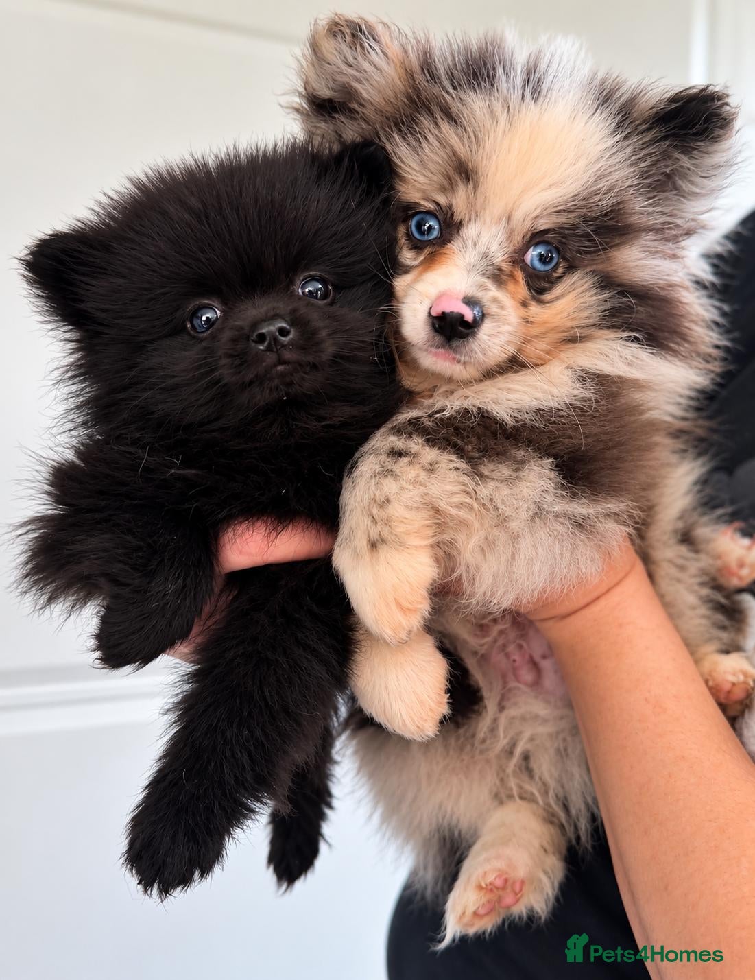 Pomeranian dogs Beautiful Pomeranian Puppies - Advert 1