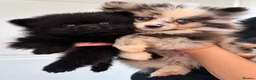 Pomeranian dogs for sale: Beautiful Pomeranian Puppies in Longfield - Advert 1