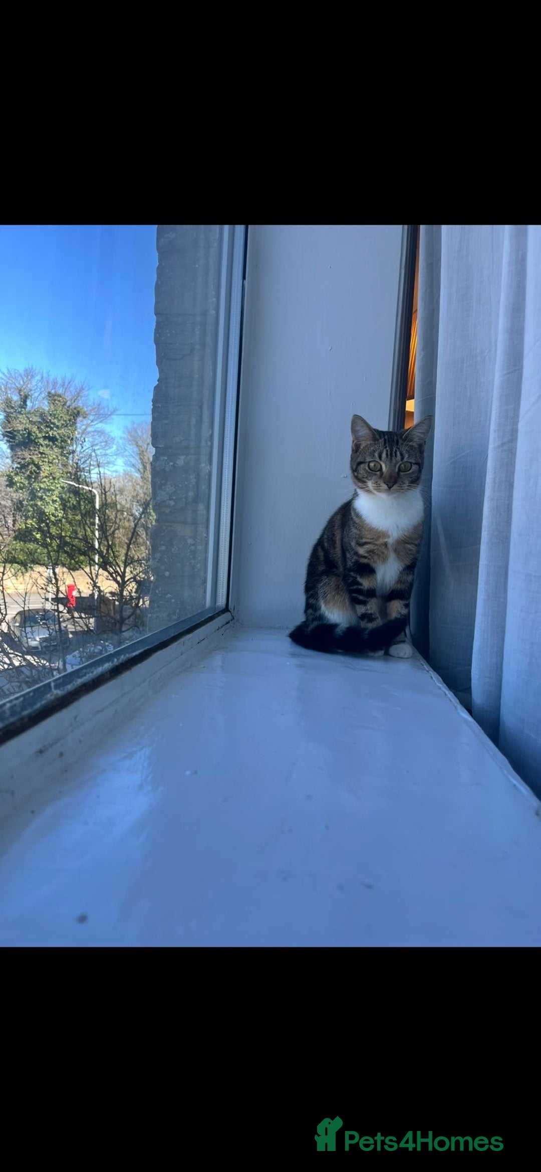 Mixed Breed cats for sale: Female tabby X American shorthair  - Advert 7