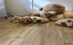 Labrador Retriever dogs for sale: My lovely Labrador puppies - Image 26