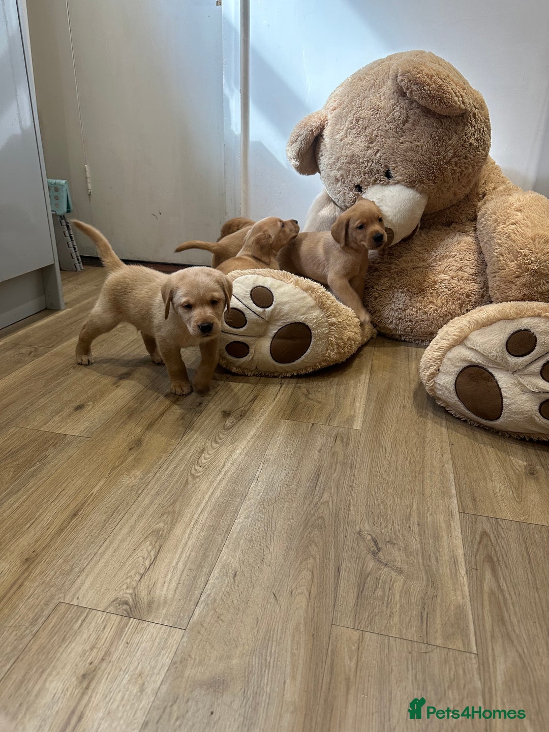 Labrador Retriever dogs for sale: My lovely Labrador puppies - Image 26