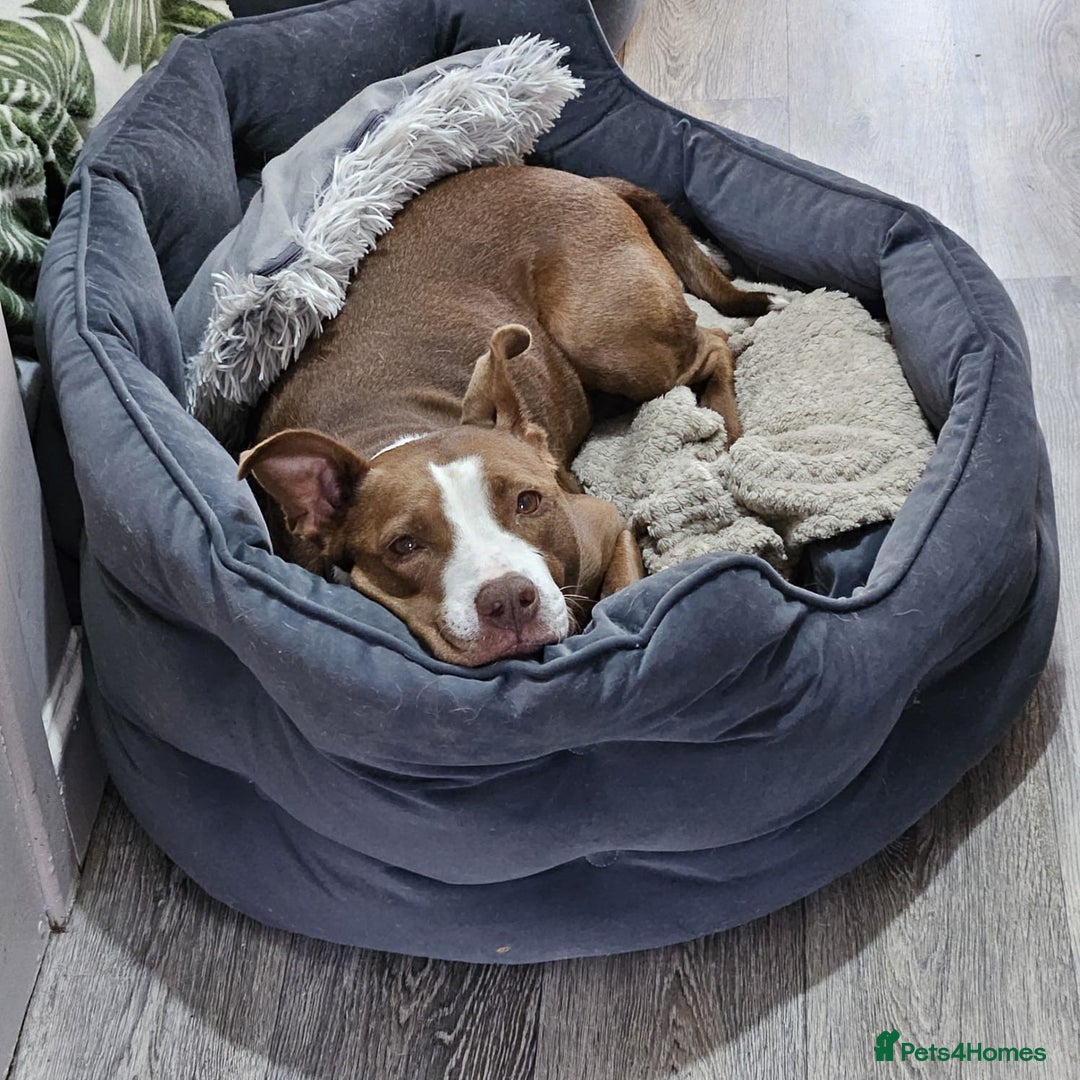 Mixed Breed dogs for adoption: Urgent 🚨 No Fee HELP Foster Home Needed  in Hengoed - Advert 14