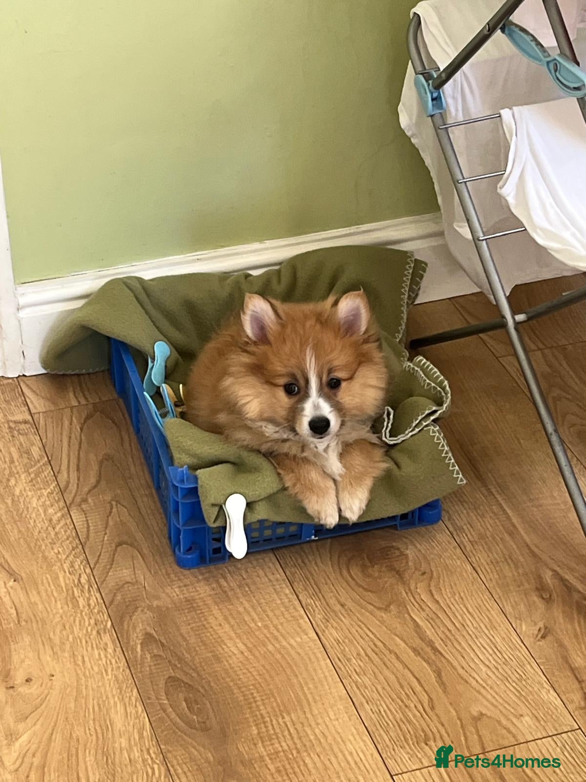Pomeranian dogs Beautiful Pomeranian Puppies Ready Now - Advert 8
