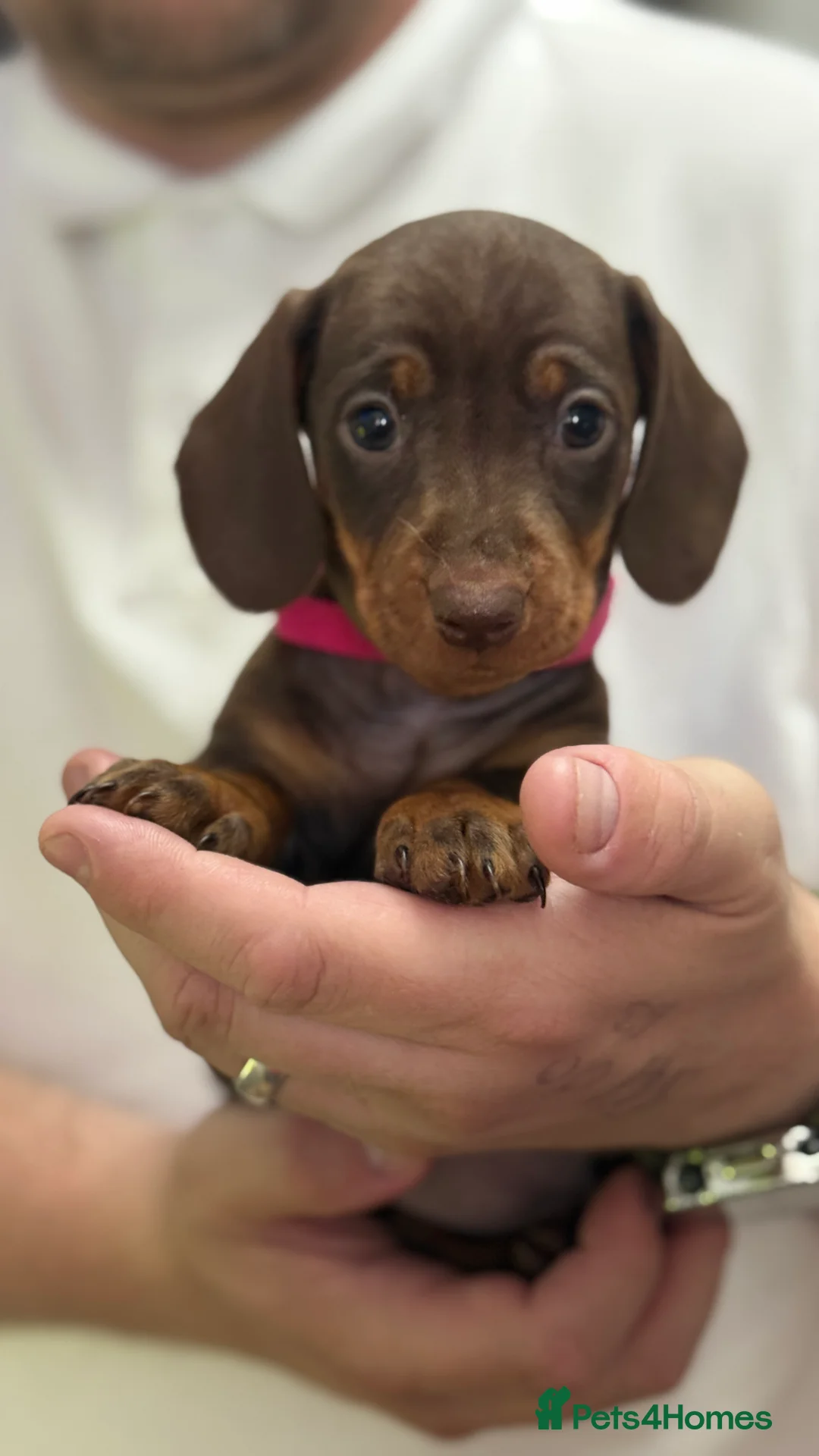 Miniature Dachshund dogs for sale: Miniature dachshund puppies 🐶  in Mansfield - Advert 2