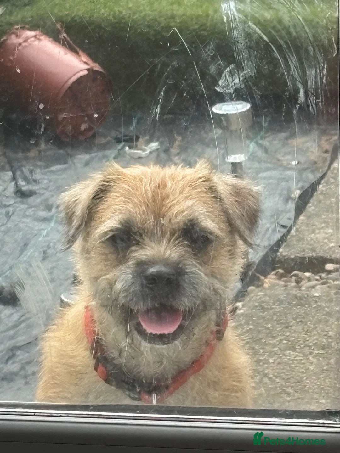 Border Terrier dogs for sale: 3.5 year old male Border Terrier - Advert 4