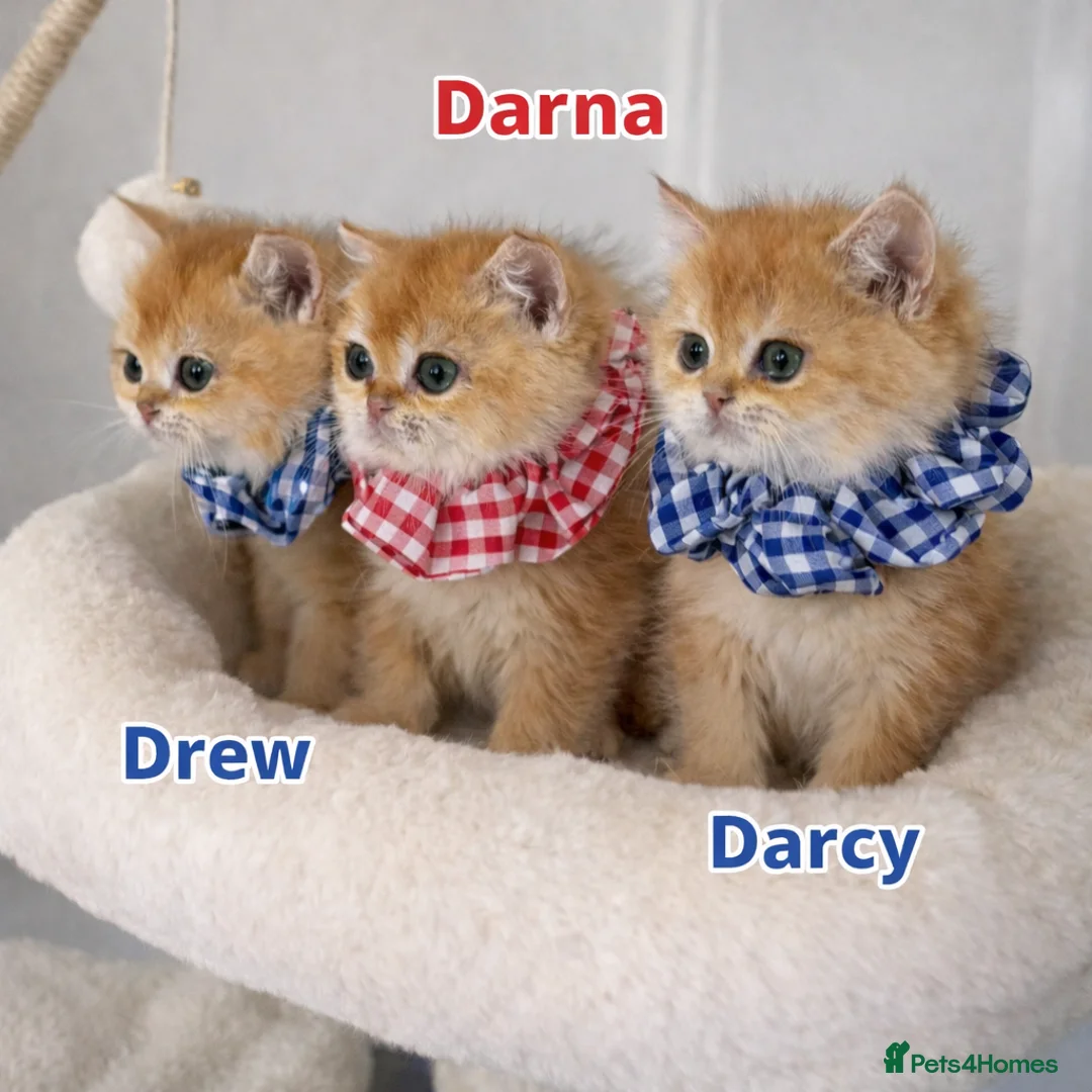 British Shorthair cats for sale: 🏆Tica Registered ny12 British Shorthair Kittens🏆 - Advert 1