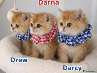 British Shorthair cats 🏆Tica Registered ny12 British Shorthair Kittens🏆 - Advert 5