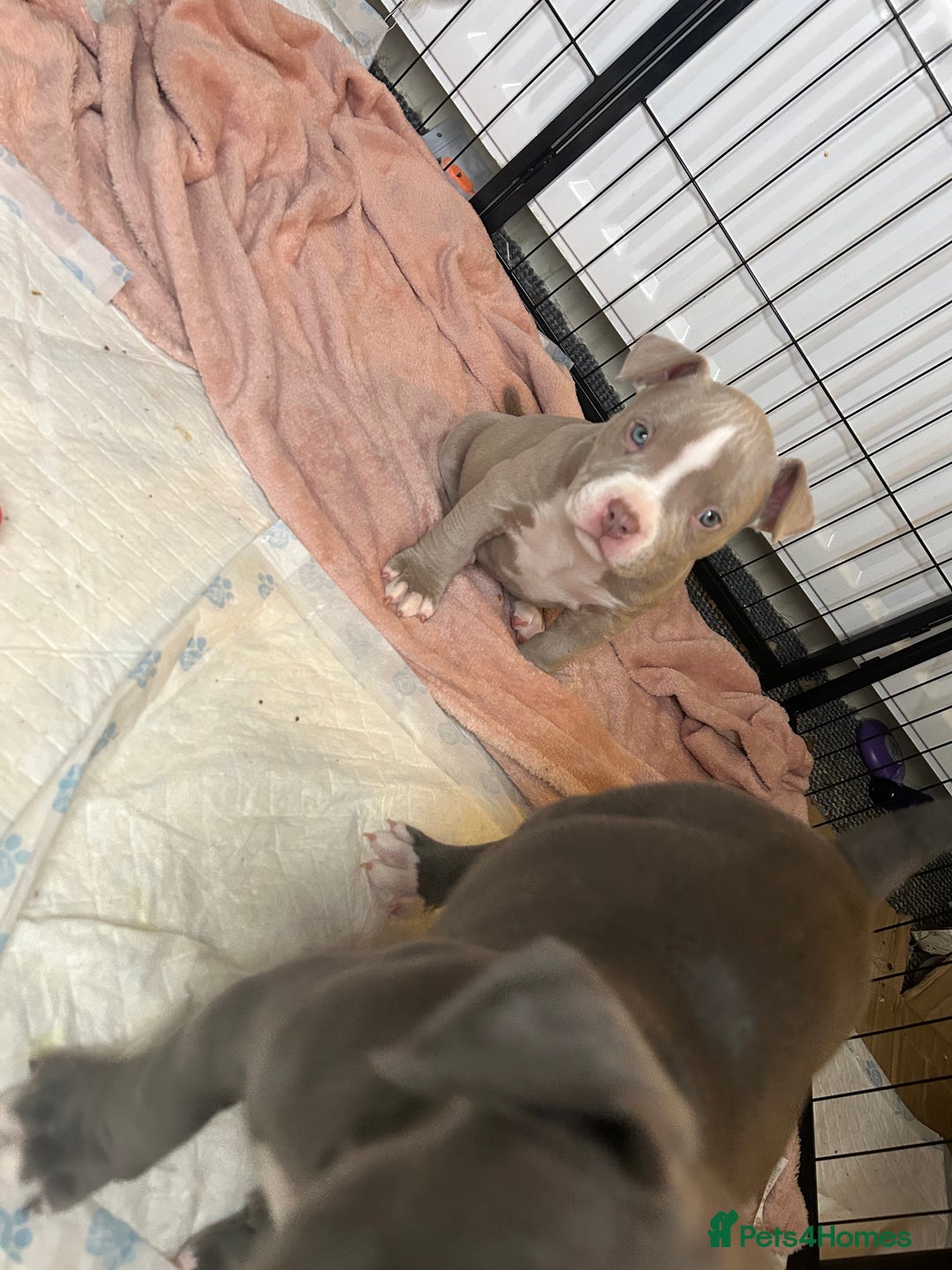 American Bulldog dogs for sale: Pocket bully girl  - Advert 9
