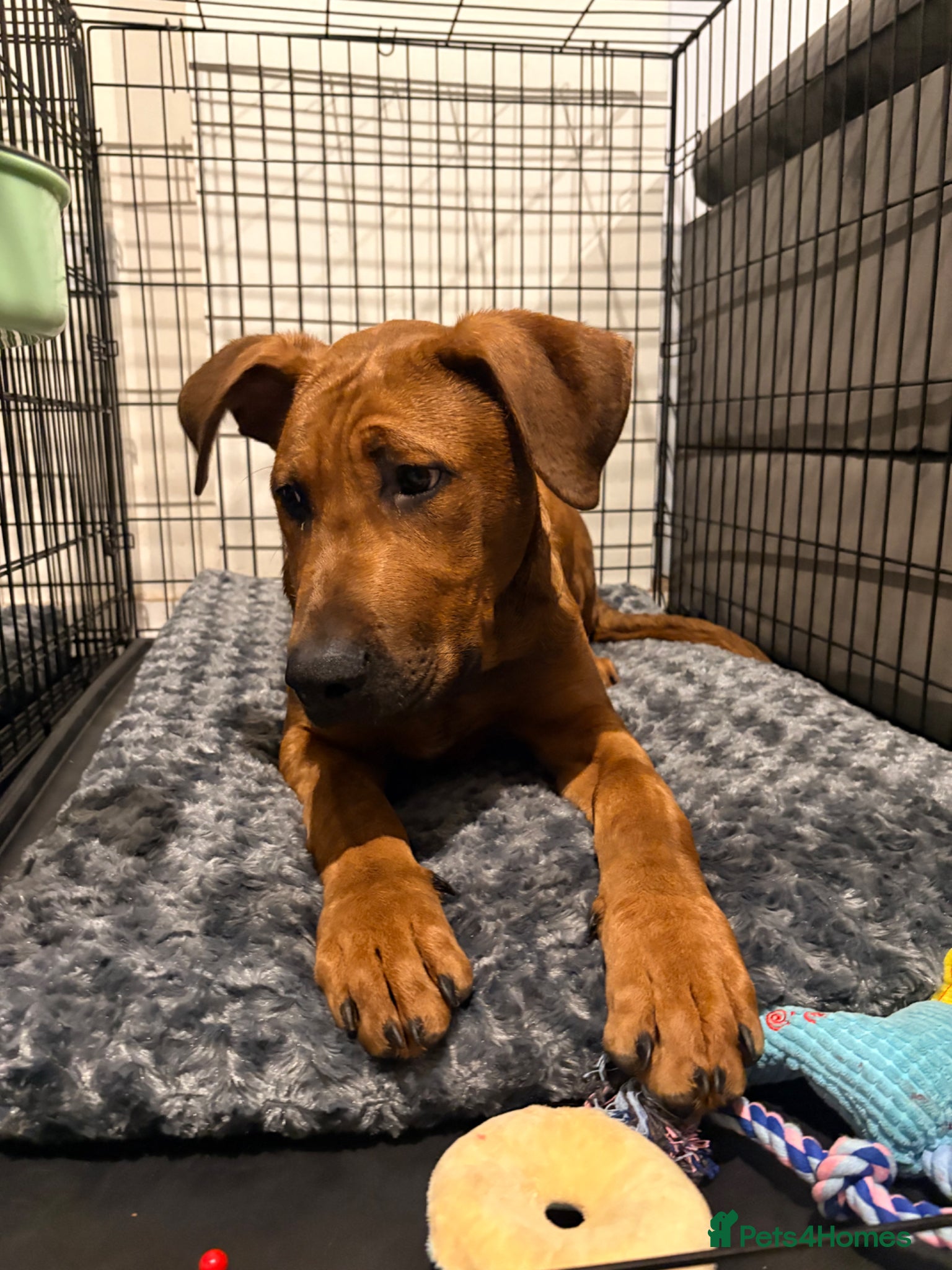Mixed Breed dogs for sale: Creed & Kane  - Advert 2