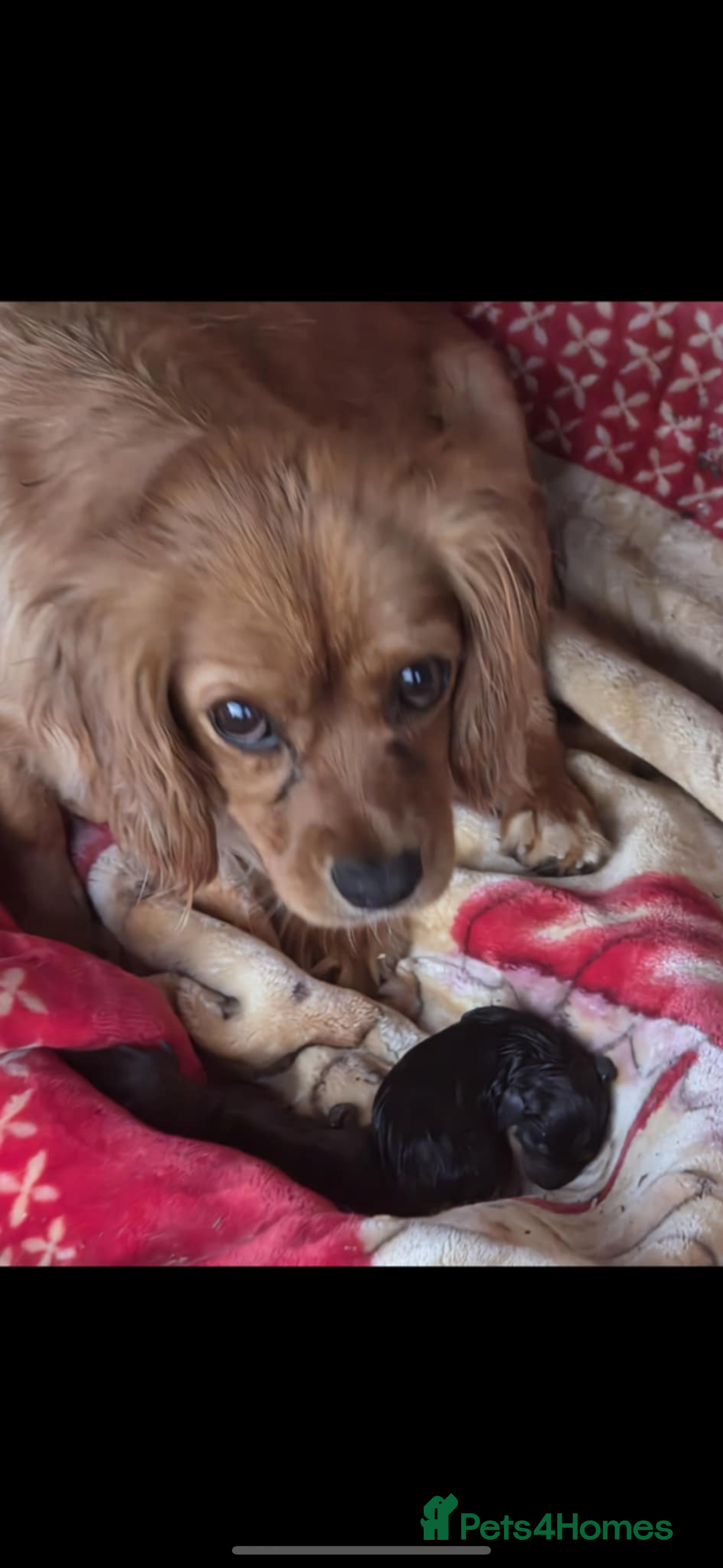 King Charles Spaniel dogs for sale: King Charles spaniel puppy’s  - Image 8