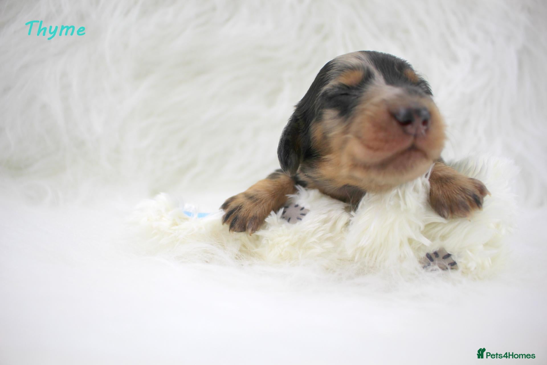 Miniature Dachshund dogs for sale: 🌟Black & Cream PRA Clear KC reg Dec 26🌟 - Advert 2
