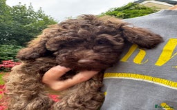Cavapoo dogs for sale: Beautiful Toy F1b Cavapoo puppies  in Liskeard - Image 36