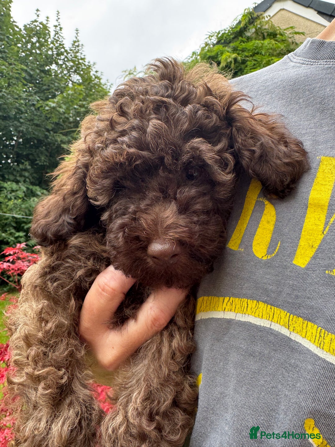 Cavapoo dogs for sale: Beautiful Toy F1b Cavapoo puppies  in Liskeard - Image 36