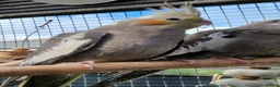 Cockatiels birds for sale: 5 cockatiels 8.5 weeks old  - Advert 2