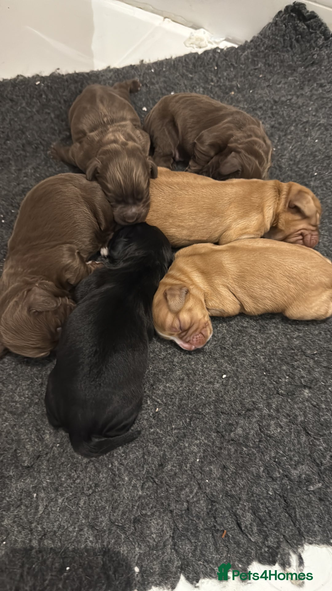 Cocker Spaniel dogs for sale: Working cocker spaniel puppies kc reg  - Advert 1