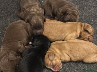 Cocker Spaniel dogs Working cocker spaniel puppies kc reg - Advert 2