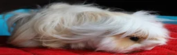 Guinea Pig rodents for sale: Peruvian Boar for Sale - Advert 4