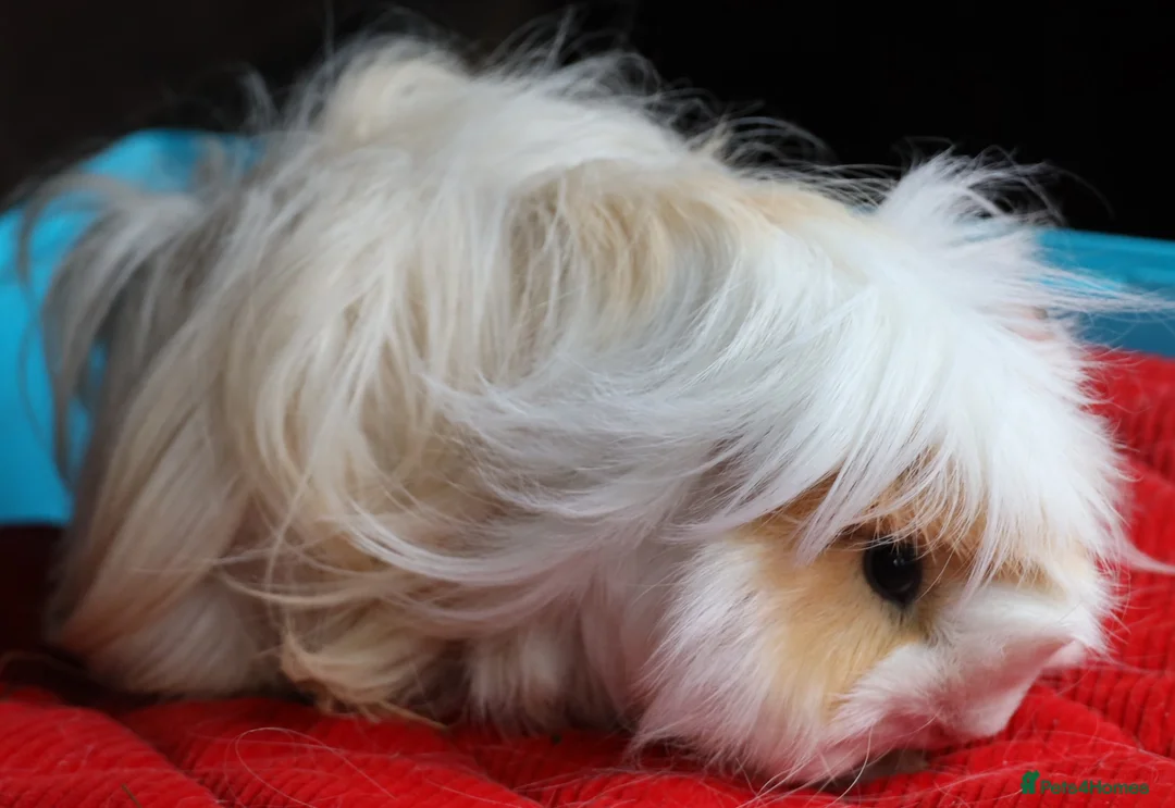 Guinea Pig rodents for sale: Peruvian Boar for Sale - Advert 4