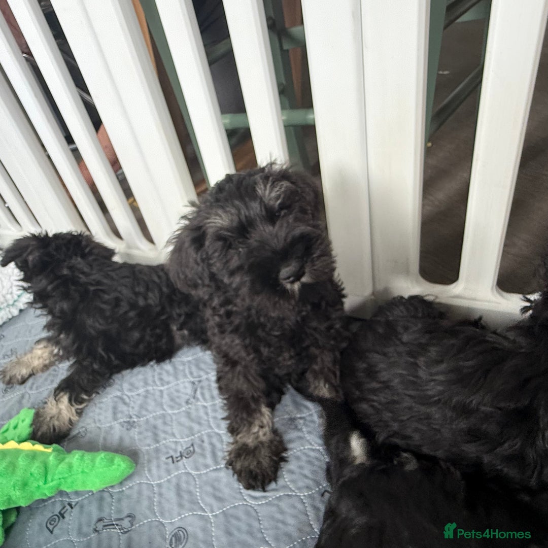 Miniature Schnauzer dogs for sale: health tested parents  - Image 3